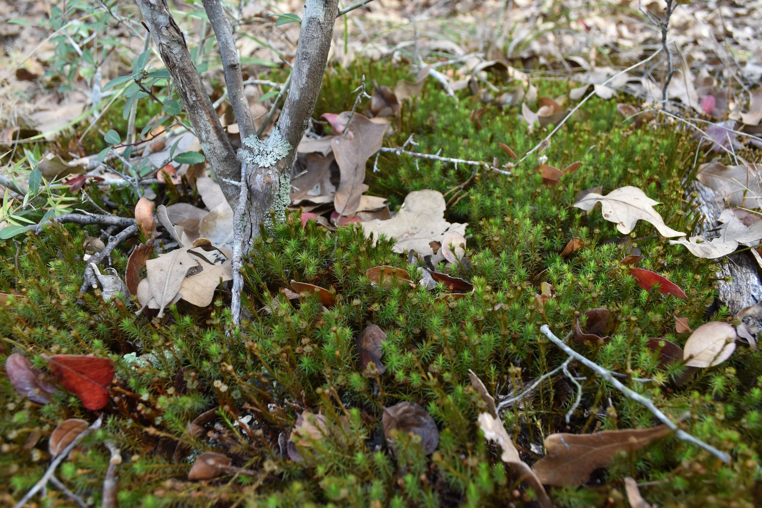 DAK_0609.JPG