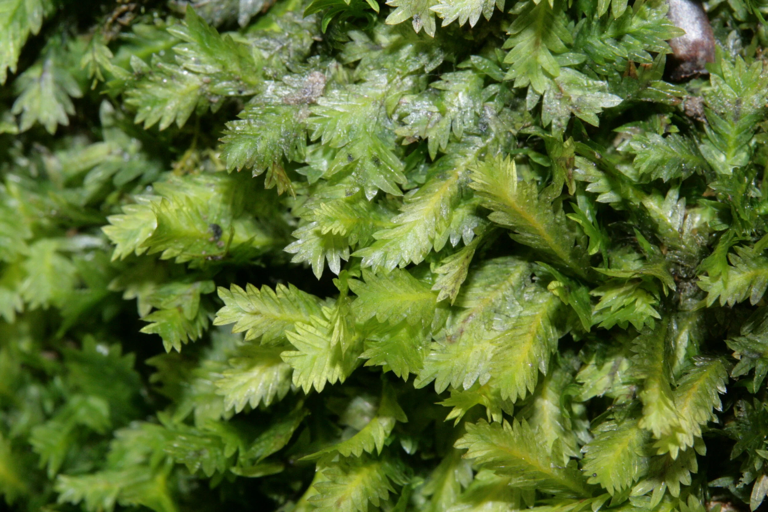 Fissidens_taxifolius_(f,_144714-481009)_2776.JPG
