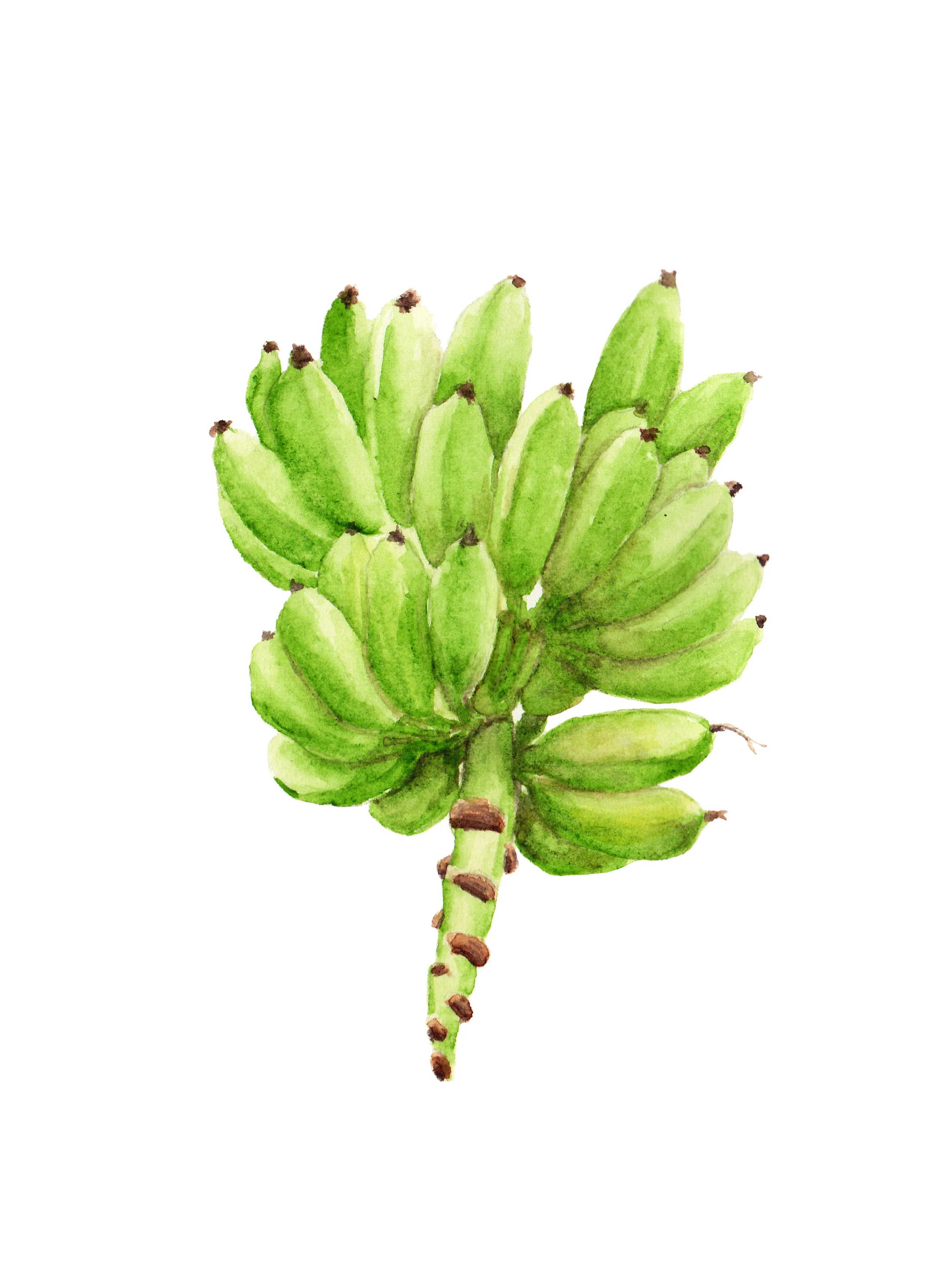 Banana Fruit.jpg