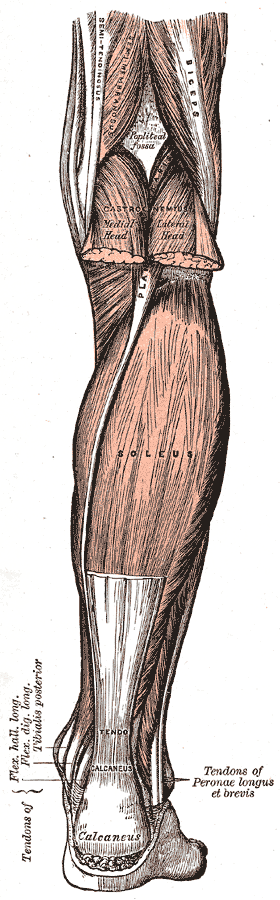 GraySoleus.png