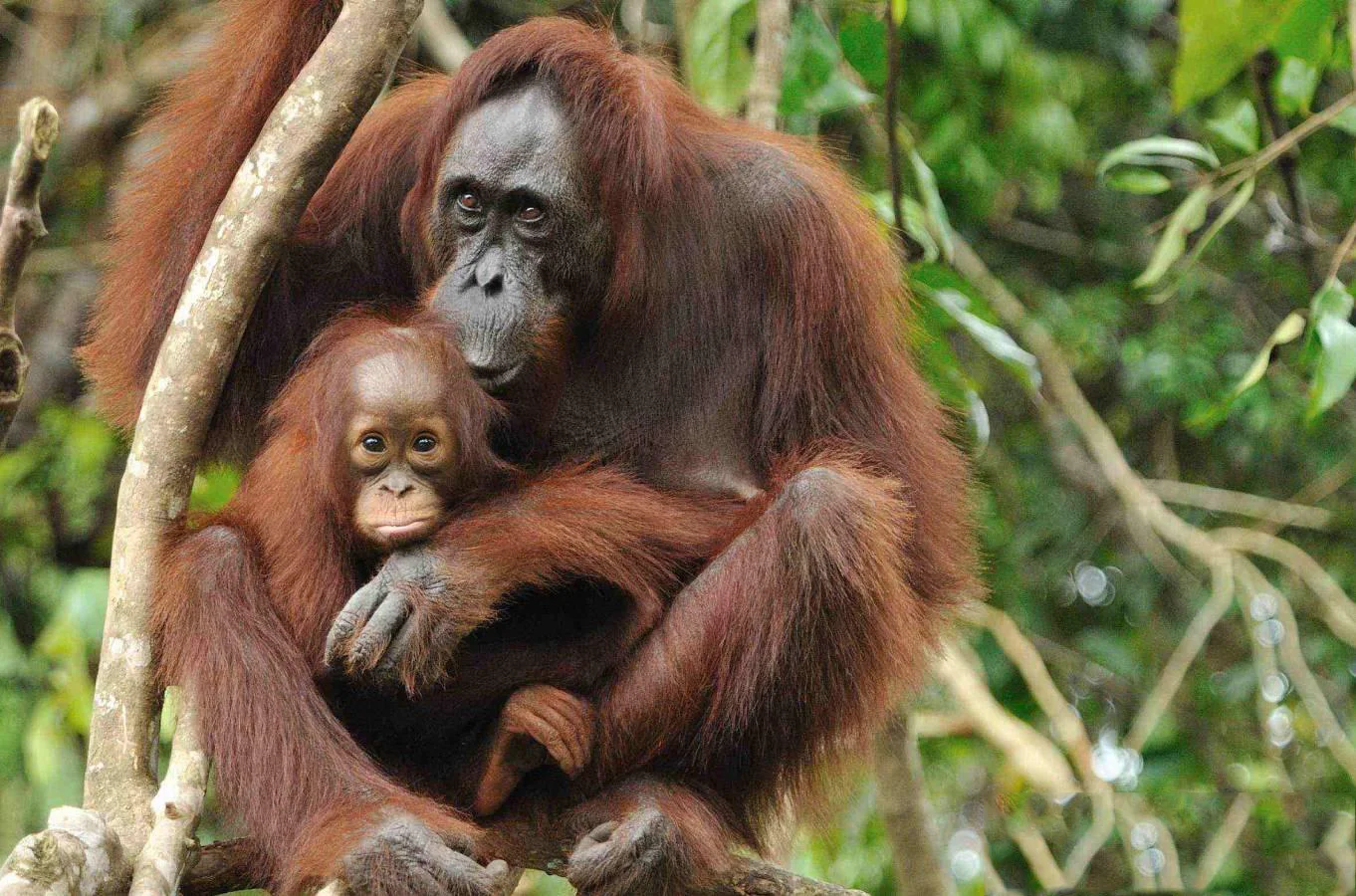 Orangutan : a child with his mother