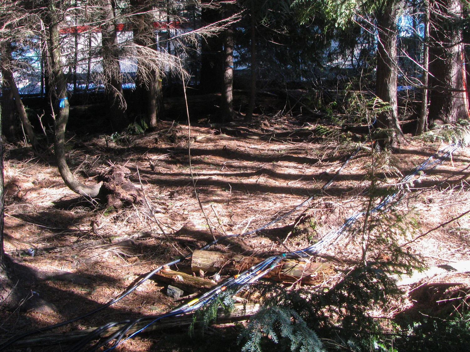 Behind the stage was a small forest - power cables snaked through it.