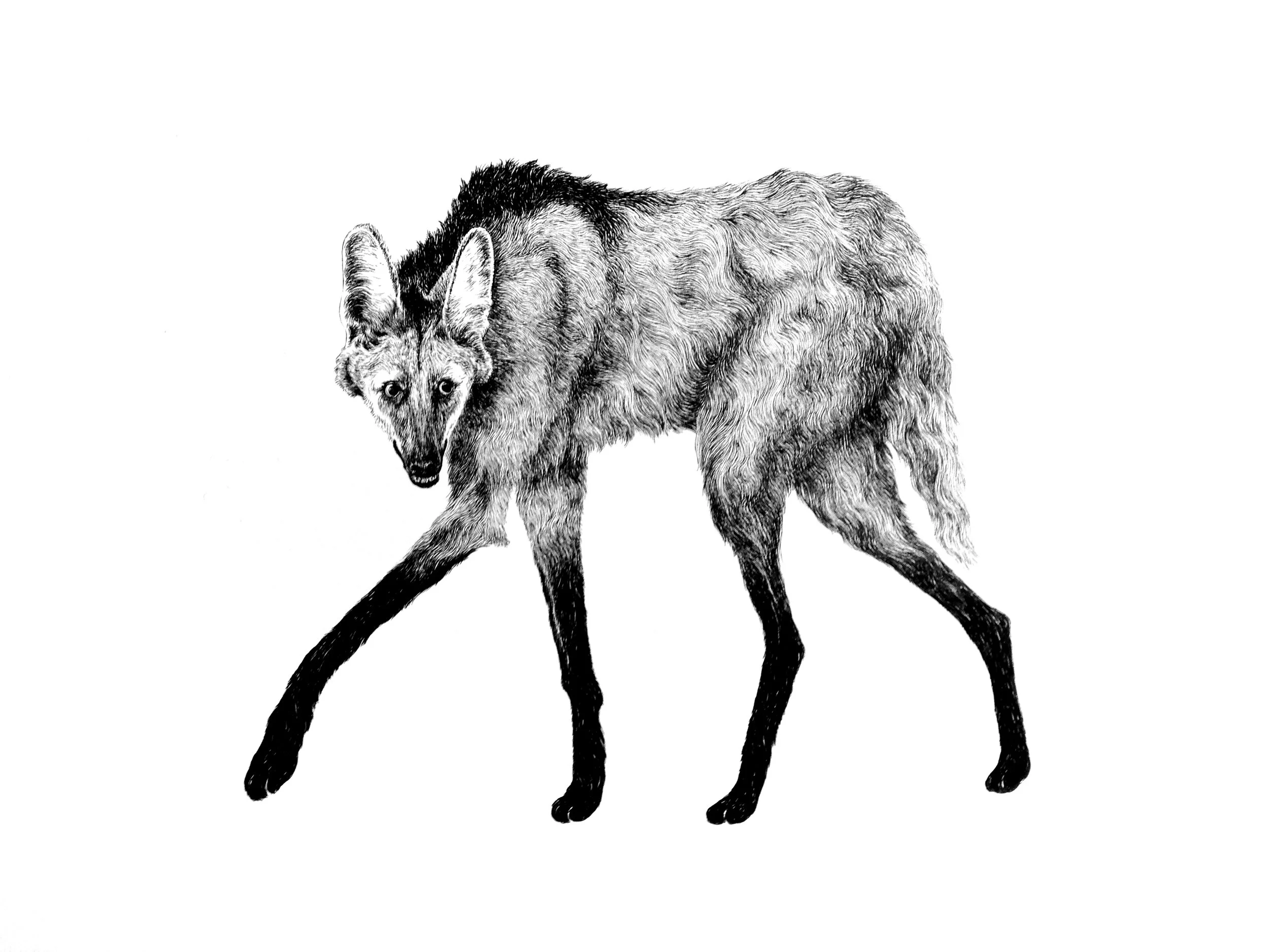 manedwolf.jpg
