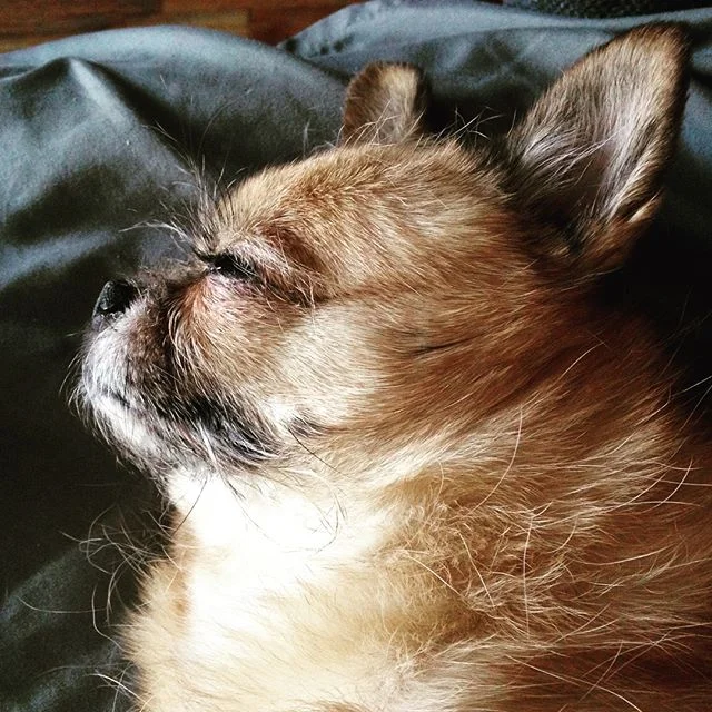 I've been on a bit of a break from my artwork to embark on some new life things: one of them has been adopting this perfect creature, Simon. I love him more than I can describe, he's an older boy whose stature may be small but whose heart is extra large. Welcome to your new life, little man. #adoptdontshop #chihuahua #brusselsgriffon #dogchild #beastlyrescue @beastlyrescue