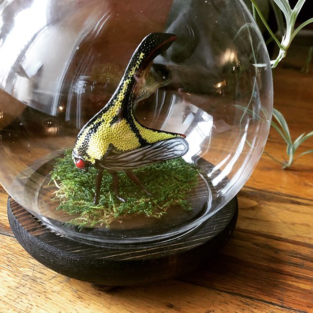 Finally had a hot minute to finish the #umboniaspinosa domed display. It’ll be up on Etsy this afternoon, but if you’d like to snatch it up beforehand, message me for the details.
.
.
.
#fauxtaxidermy #crueltyfreetaxidermy #sculpture #etsy #sesart #umbonia #insects #insectart #largerthanlife #curiositycabinet #oddities