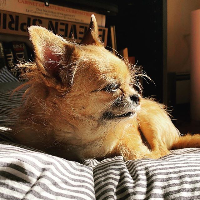 Hopefully I&rsquo;ll have time soon to work on some non-edible projects. Until then, enjoy Simon&rsquo;s eye hairs.
#chihuahuasofinstagram #brusselsgriffon #oldsnapper #dogsofinstagram #copilot #stink