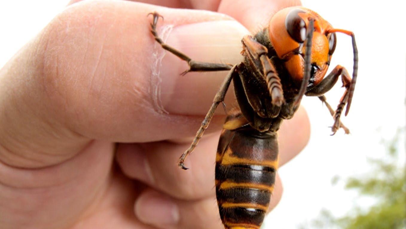 The disgusting Japanese Hornet