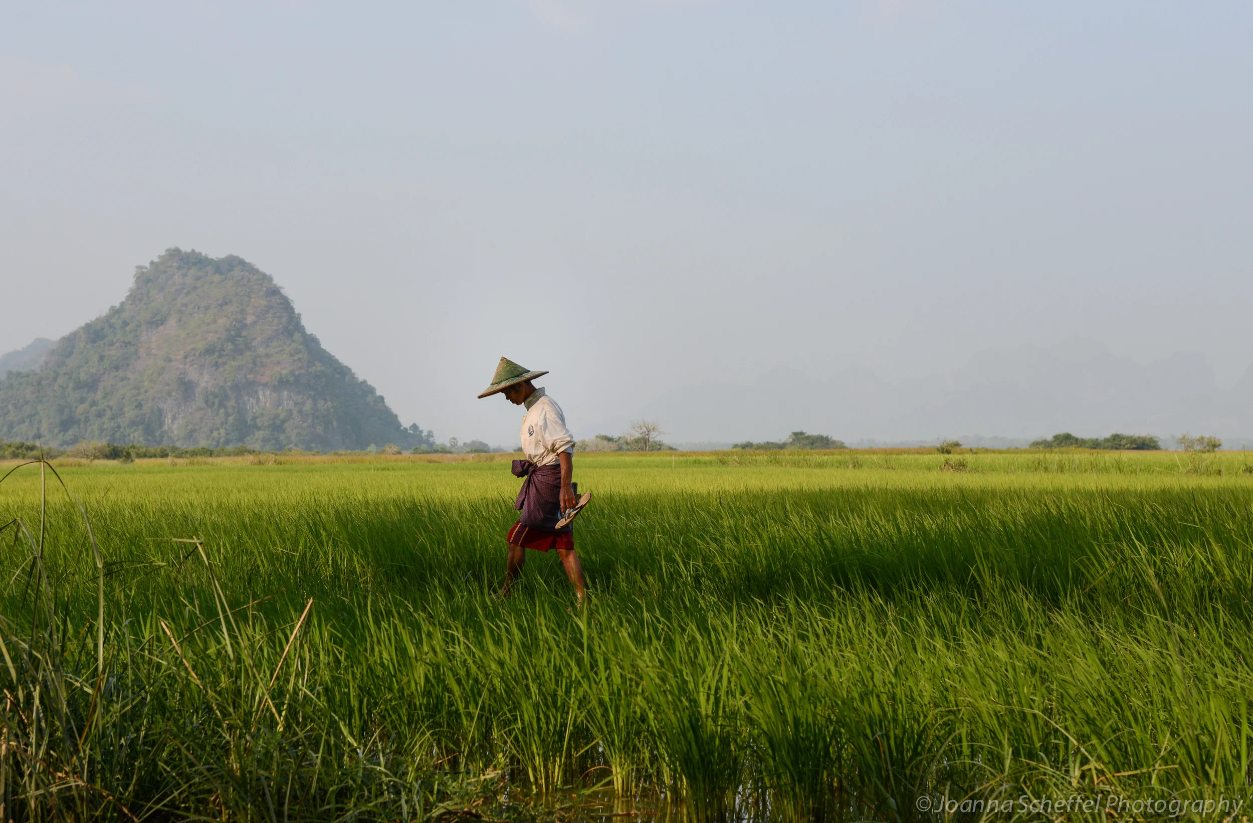 Rice paddy