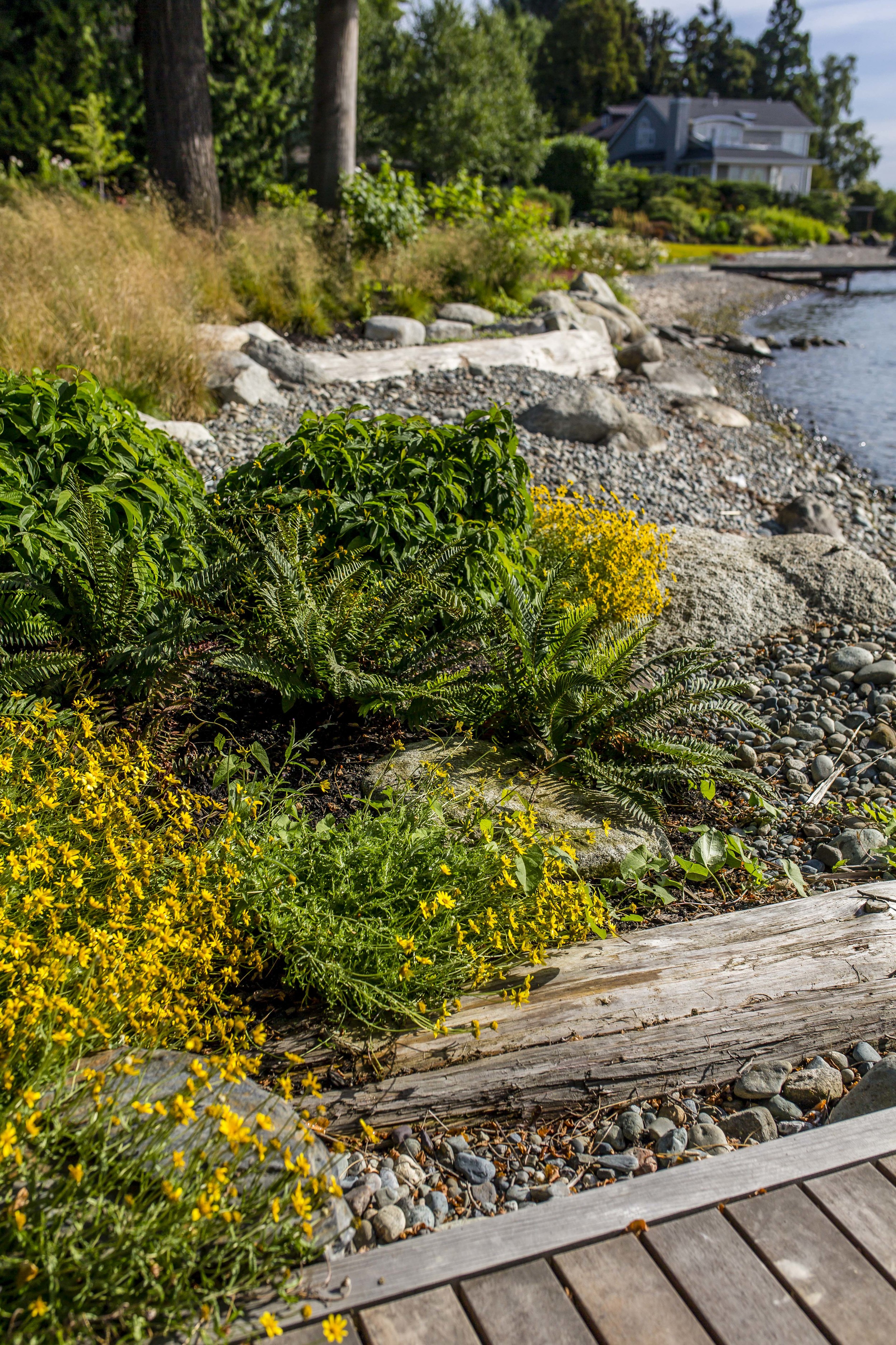 Project Groundwork Madison Park Shoreline Restoration