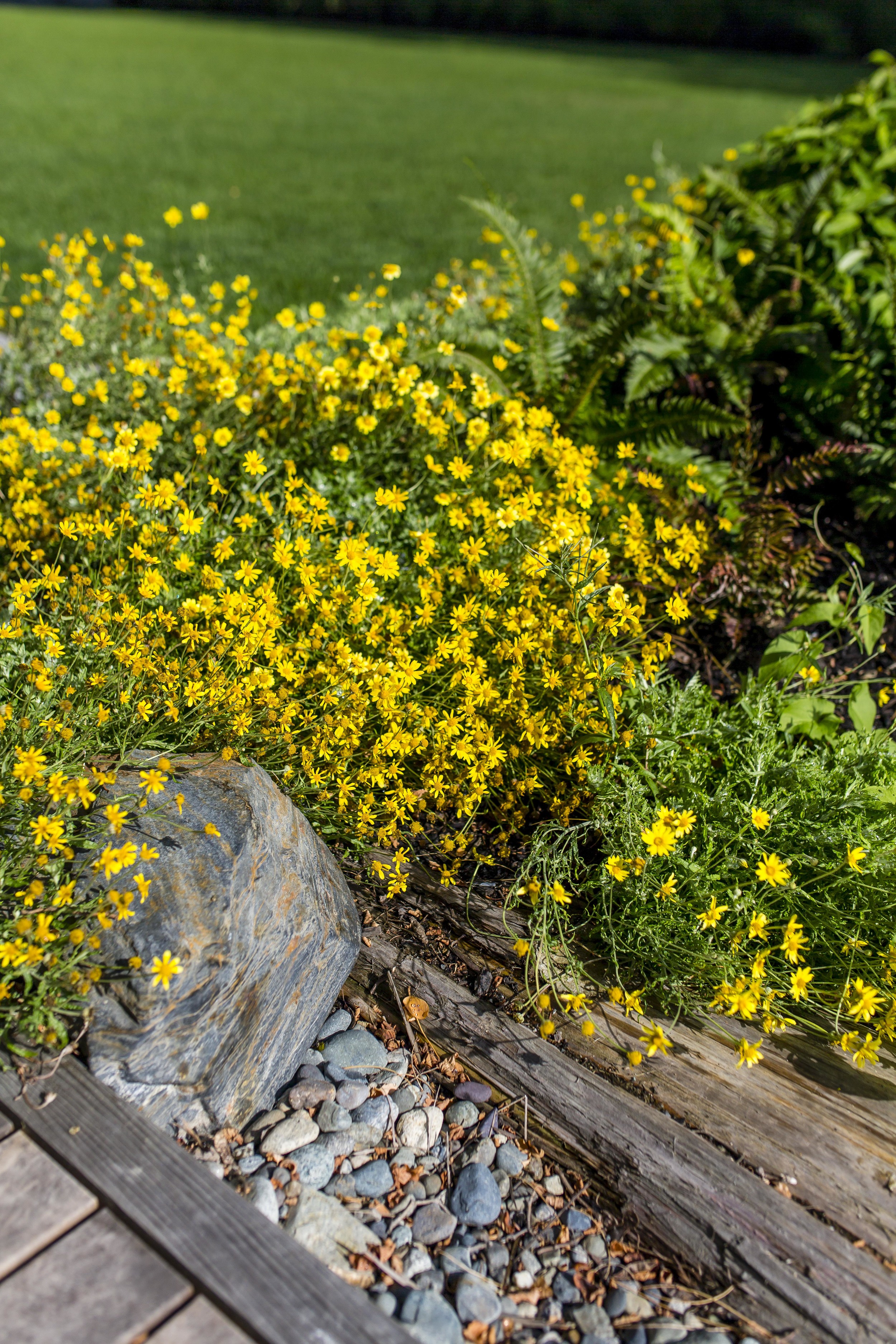 Project Groundwork Madison Park Shoreline Restoration