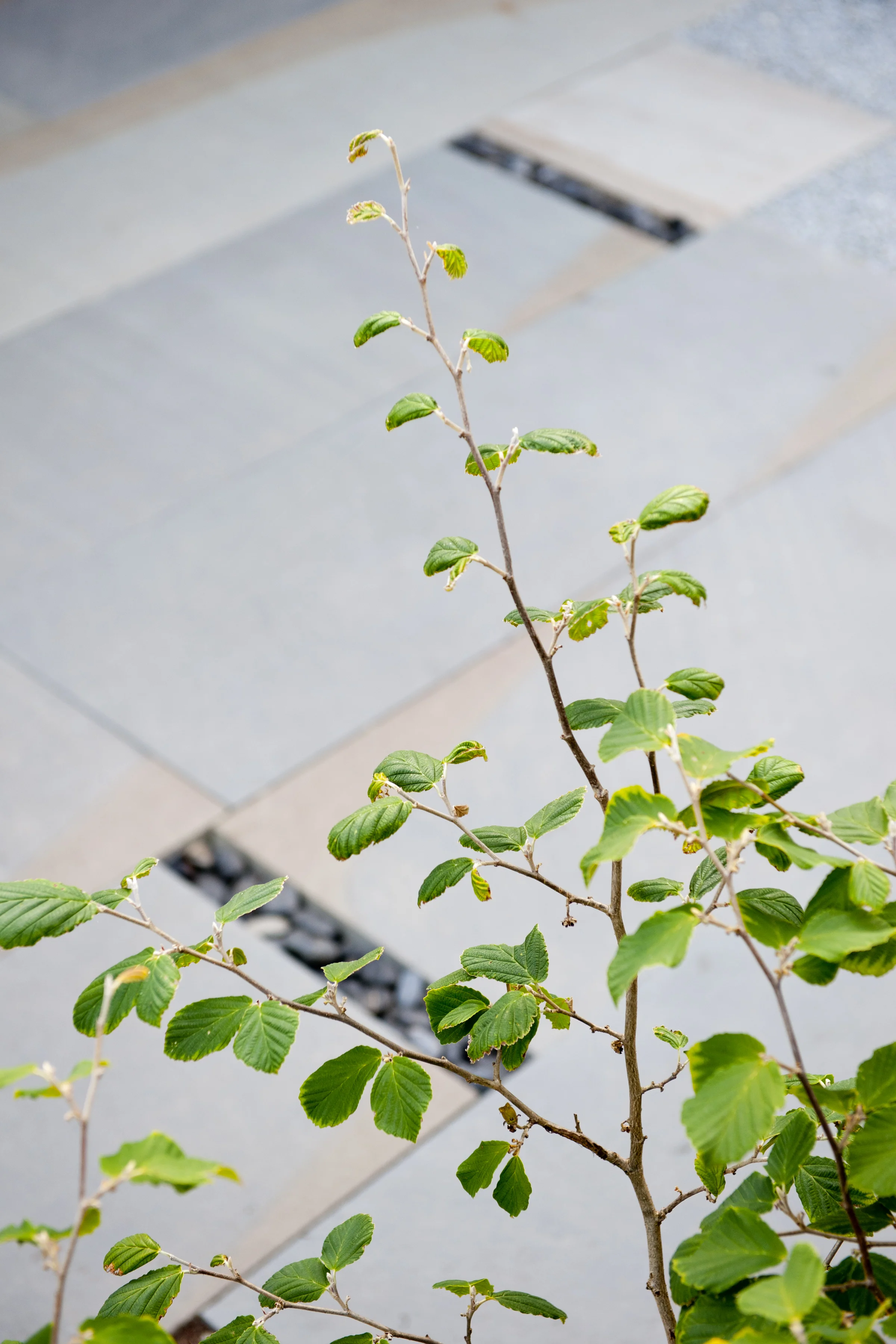 Project Groundwork-Mid Century Courtyard Makeover-26.jpg