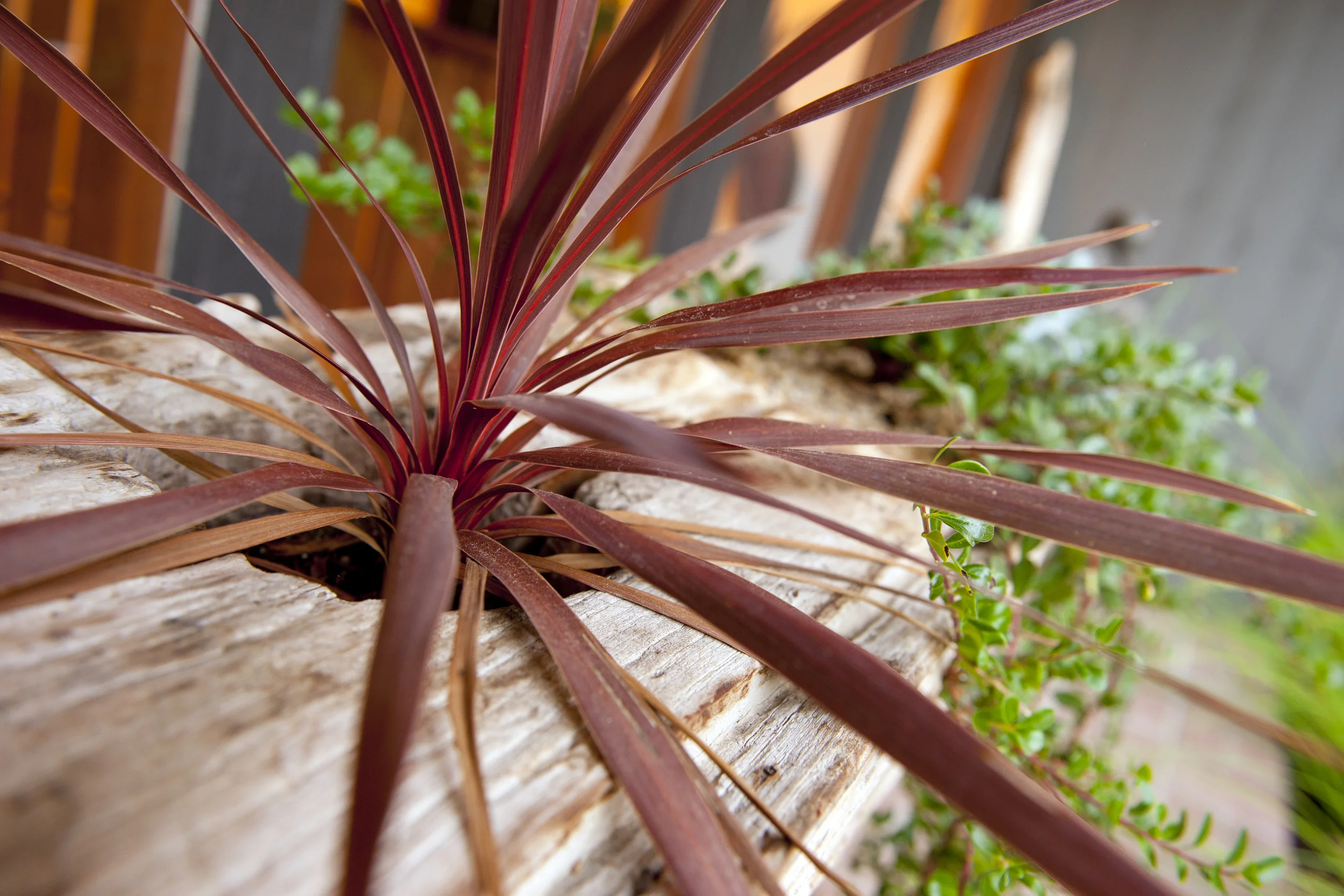 Project Groundwork-Mid Century Courtyard Makeover-30.jpg