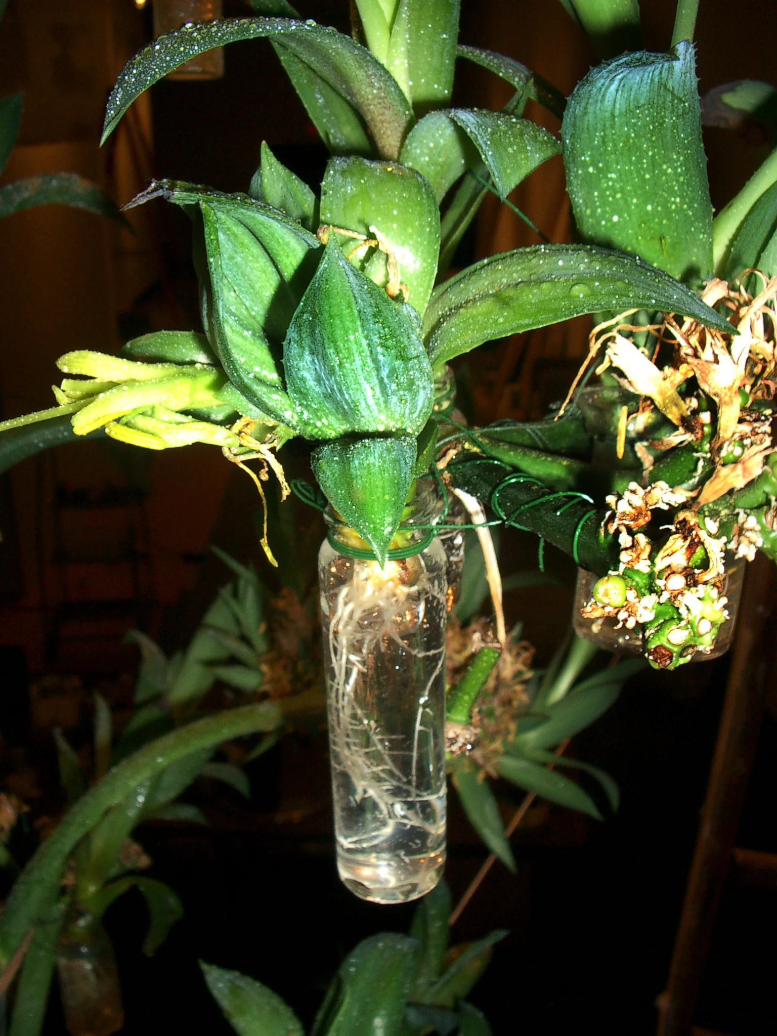 Agave Installation - Detail View