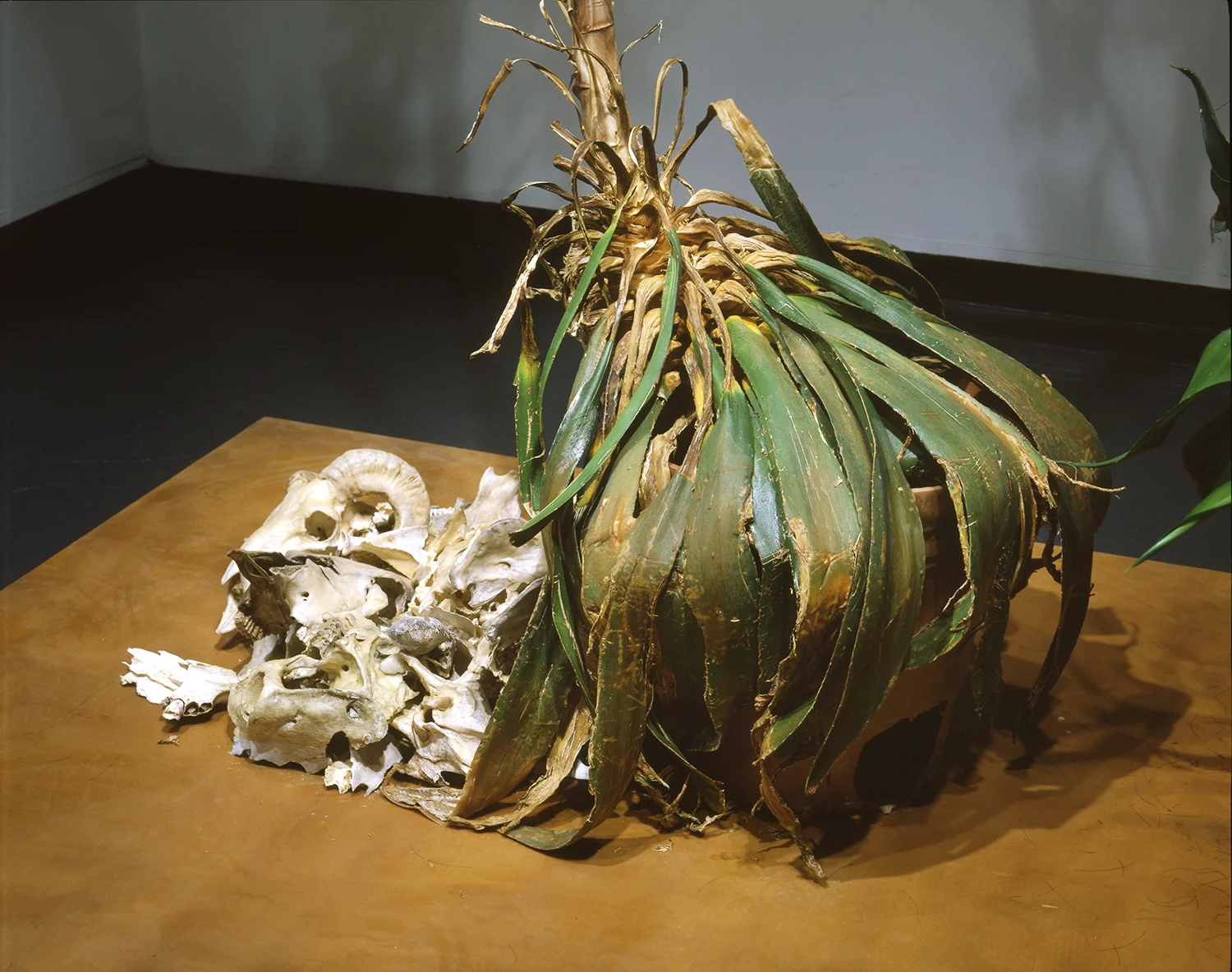 Agave Installation - Detail View
