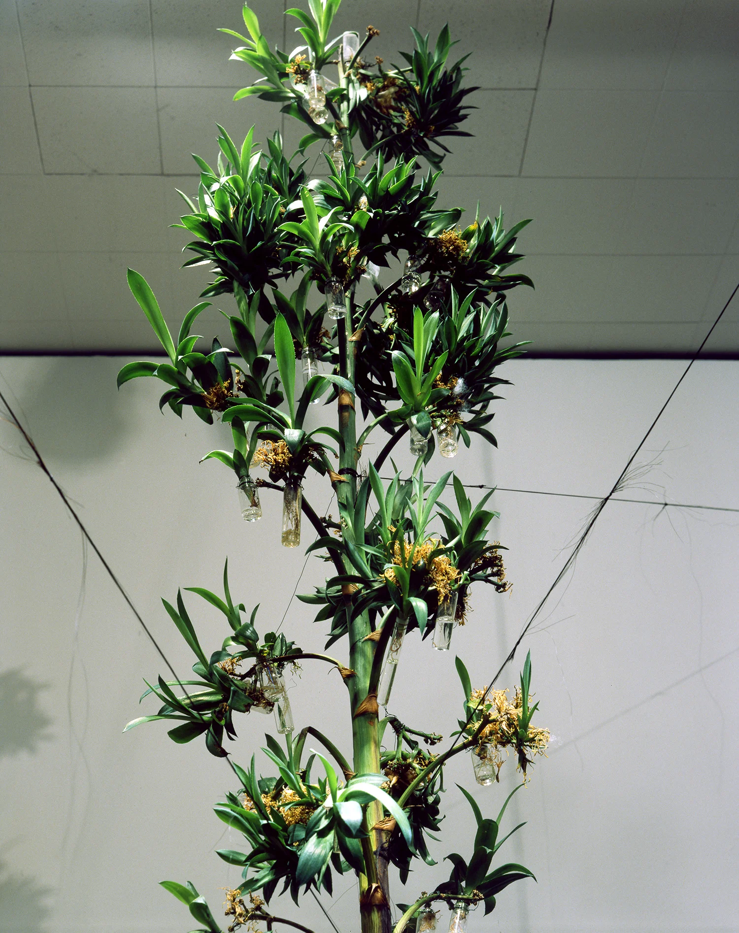 Agave Installation - Detail View