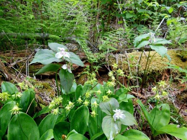The large leaves are Clintonian in bloom? Trillium and unknown.