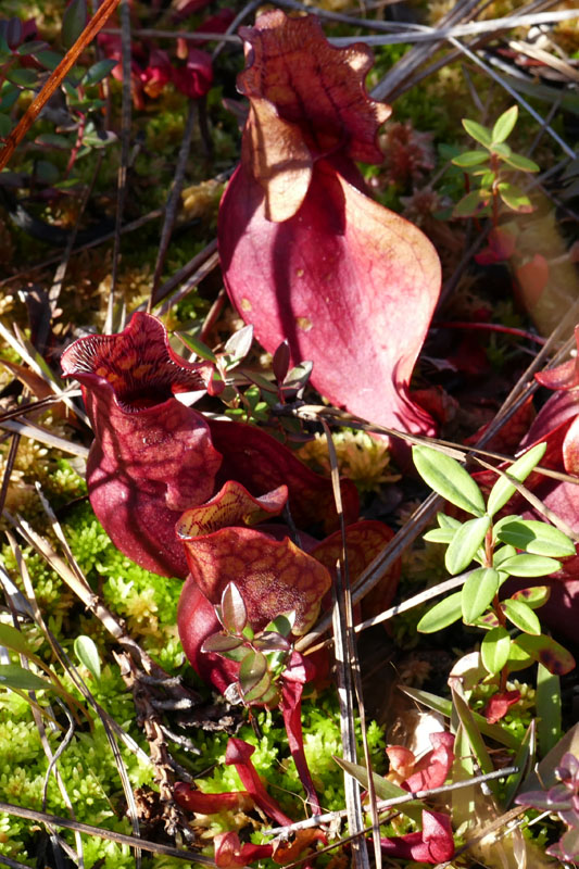 Pitcher plants (Sarracenia purpurea and Sarracenia rubra) – photo by Ralph Tramontano