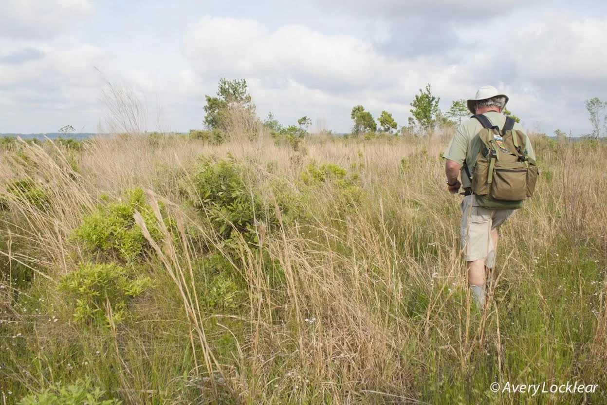 Foothills Outings Leader, Henry Fansler, crossing Pond Pine Wilderness