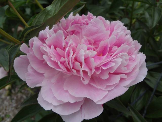 A peony from the TYEF Youth Garden. A project supported by trans youth interns and the TransKids Purple Rainbow Foundation.