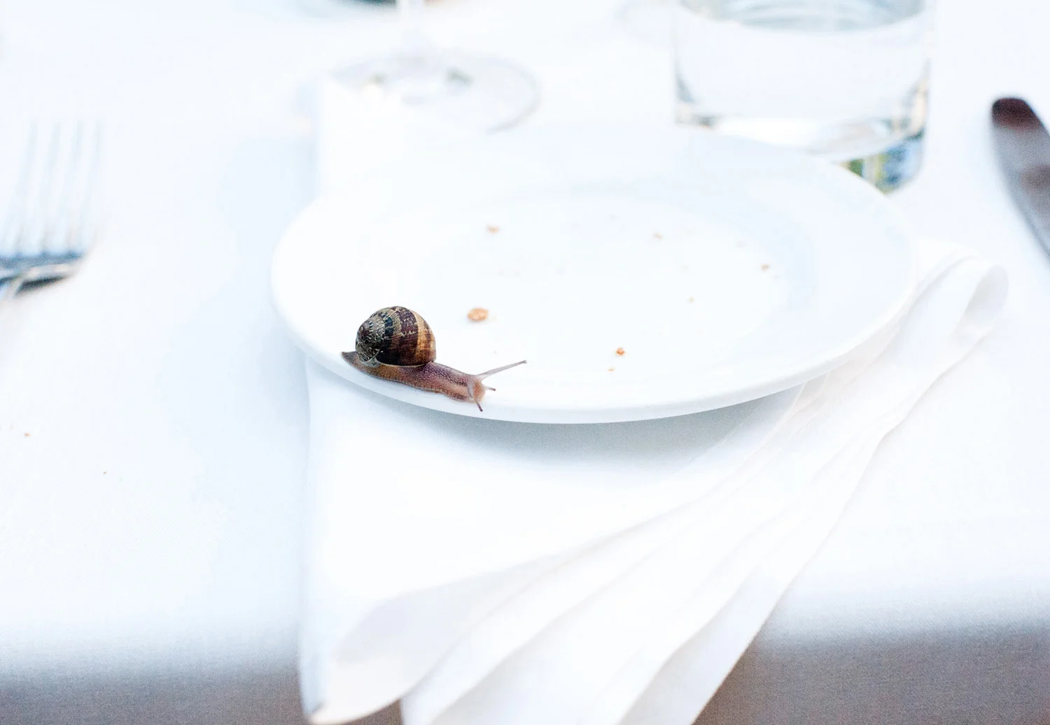snail on the dinner plate from a wedding reception humorous documentary wedding photography