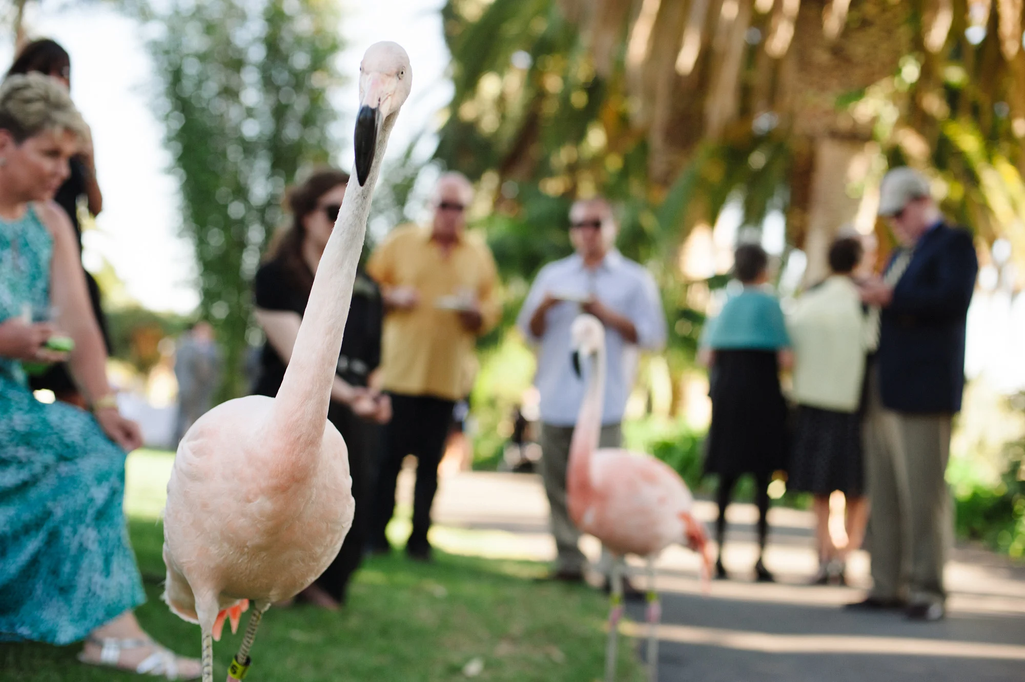 Flamingos during the cocktail hour of a Santa Barbara Zoo wedding