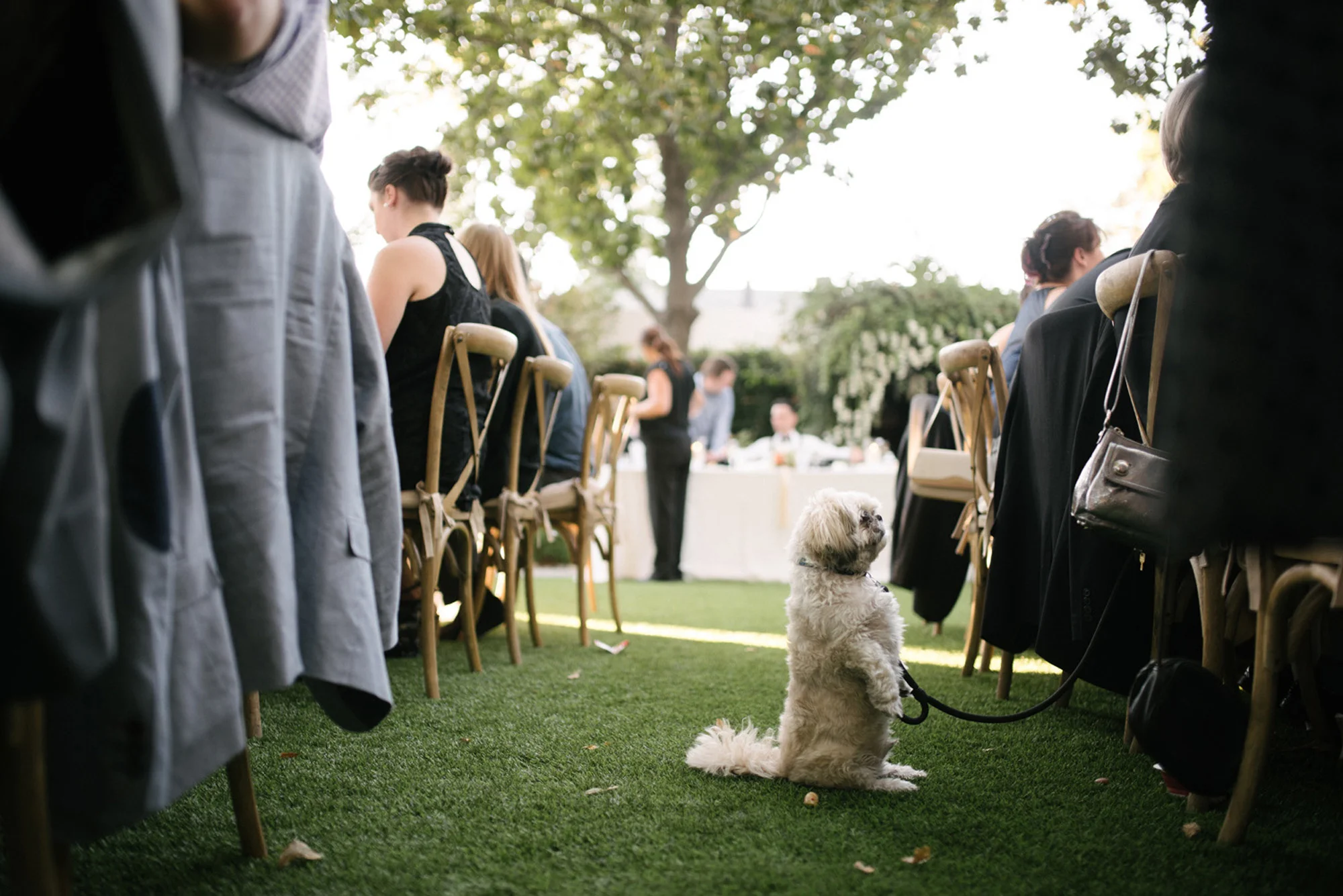 little white dog quietly begs for food during wedding dinner but is ignored humorous documentary wedding photography