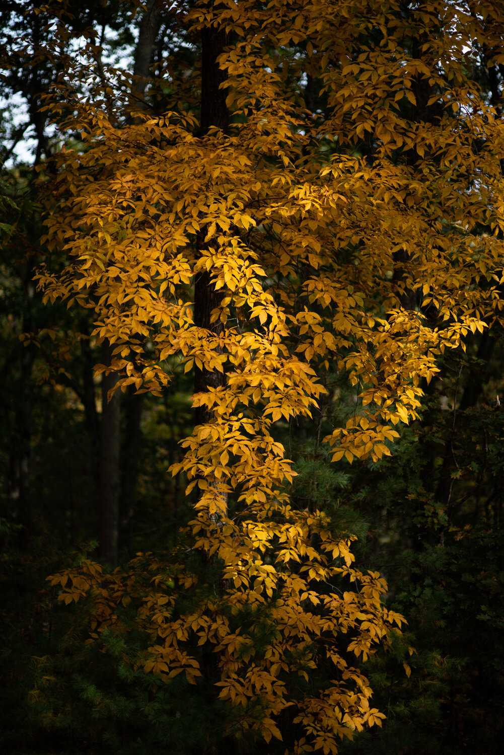 Fall_Backyard_Wedding__001.jpg
