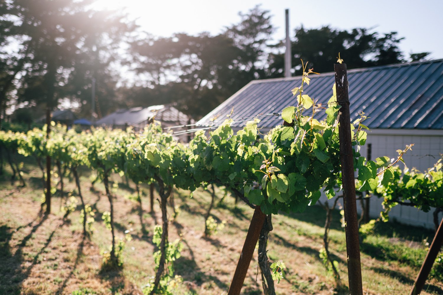 Lazy_Quail_Ranch_Wedding_081.jpg