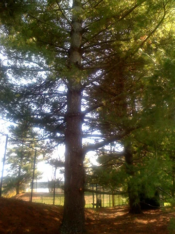 White Pine