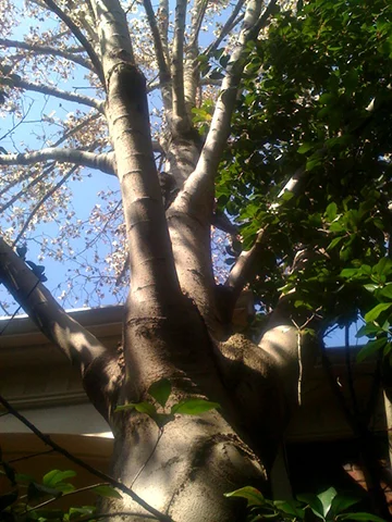 Star Magnolia