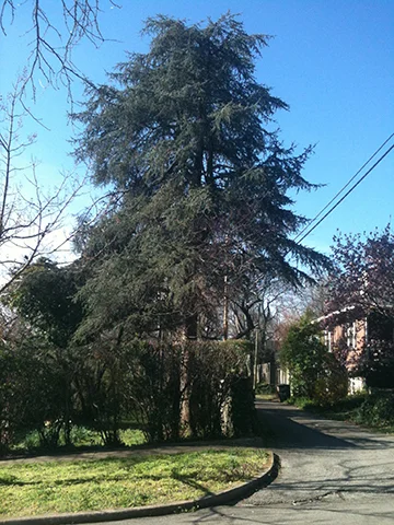 Blue Atlas Cedar