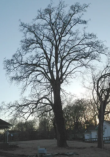 Catalpa
