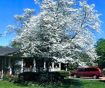 White Dogwood