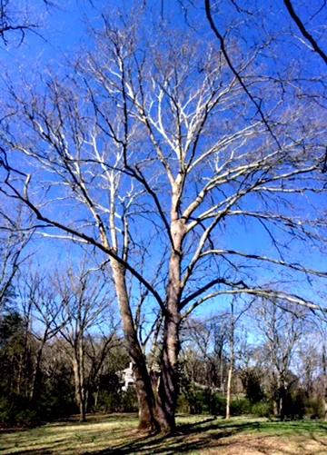 Sycamore