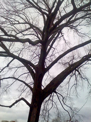 Shingle Oak