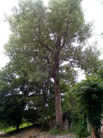Cottonwood