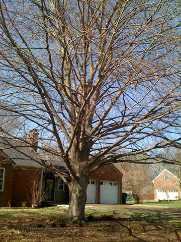 Purple Beech