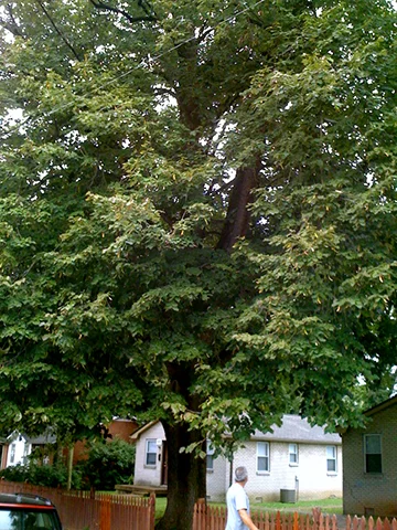 Basswood