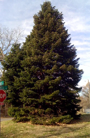 Balsam Fir
