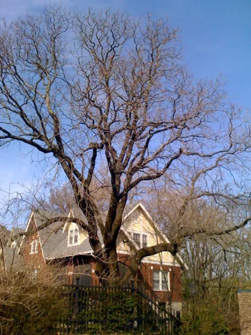 Golden Raintree