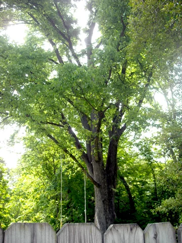 American Elm