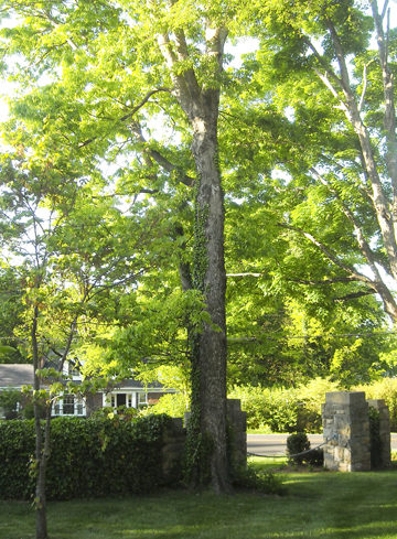 American Elm