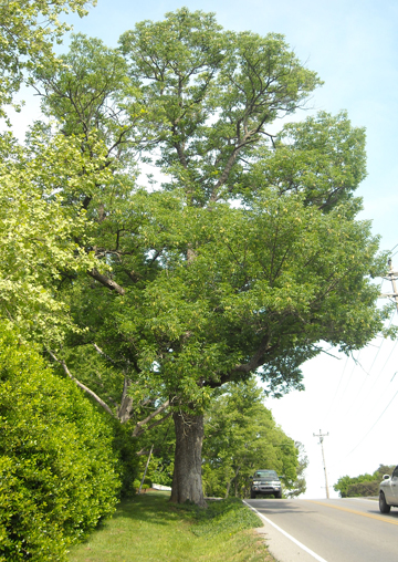 Bur Oak