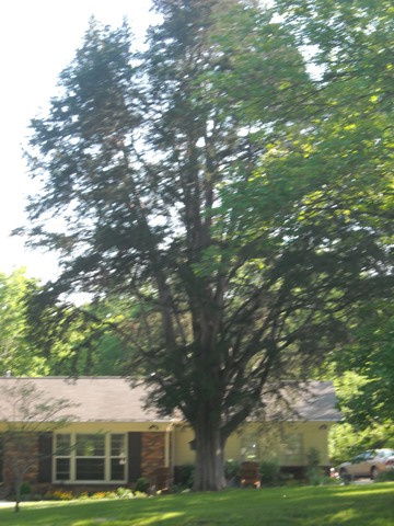 Eastern Red Cedar