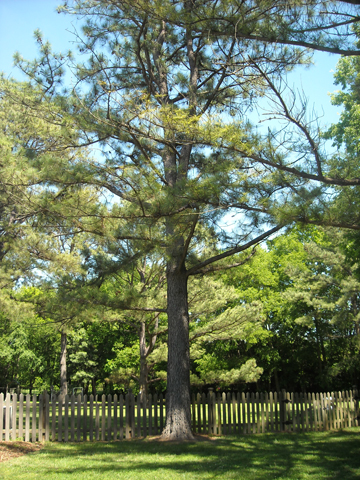 Loblolly Pine