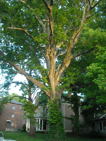 Northern Red Oak