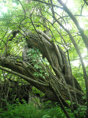 Osage Orange