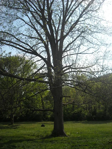 Pecan