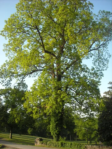 Pecan