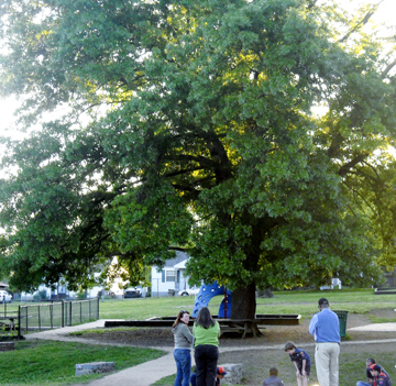 Shumard Oak